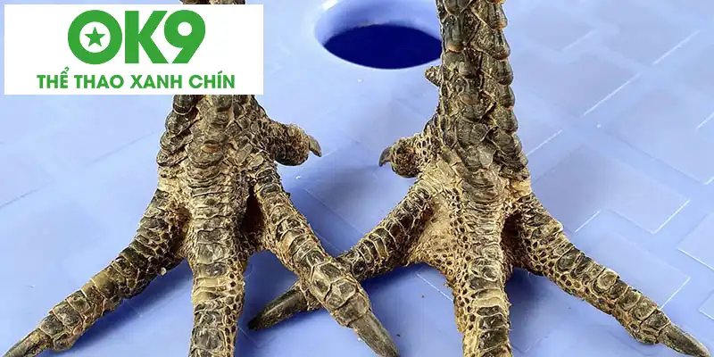 Chân Gà Vảy Rồng Chân Gà Vảy Rồng