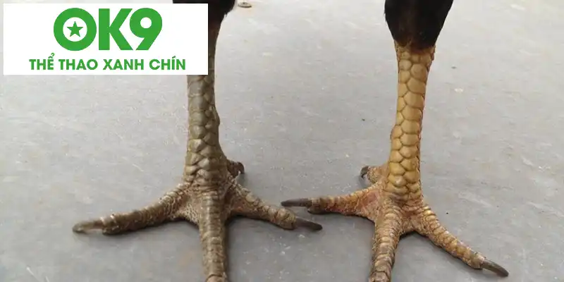 Hướng dẫn xem vảy gà đá cựa sắt cũng như chọn ra cấu tạo chân đẹp Hướng dẫn xem vảy gà đá cựa sắt cũng như chọn ra cấu tạo chân đẹp