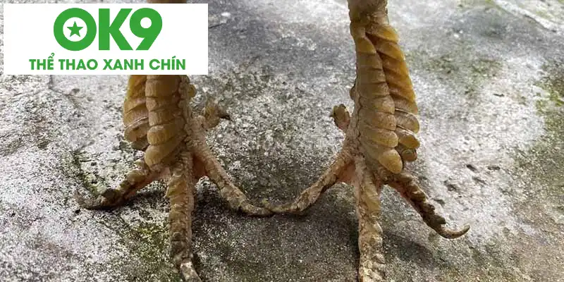 Gà Chân Vuông Vảy Rồng Gà Chân Vuông Vảy Rồng