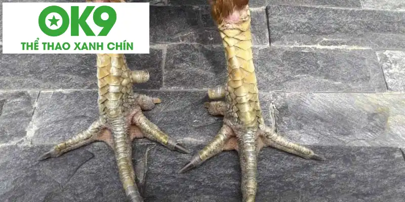 Hướng dẫn xem vảy gà đá cựa sắt và giới thiệu một số vảy thuộc hàng hiếm Hướng dẫn xem vảy gà đá cựa sắt và giới thiệu một số vảy thuộc hàng hiếm