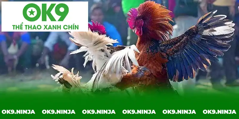 Các giải đấu lớn C1, C2, C3 cũng được tổ chức ở các trường gà này Các giải đấu lớn C1, C2, C3 cũng được tổ chức ở các trường gà này