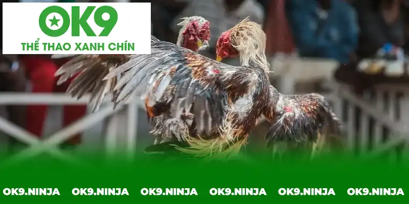Đá gà Thomo hội tụ đầy đủ các hình thức thú vị bậc nhất Đá gà Thomo hội tụ đầy đủ các hình thức thú vị bậc nhất