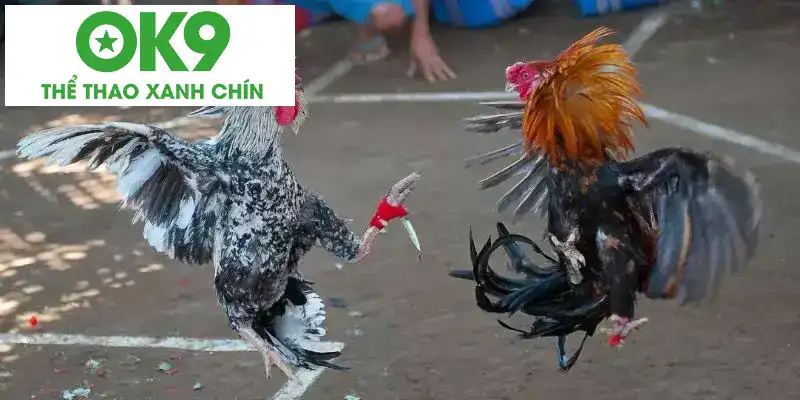 Giới thiệu về đá gà cựa dao Giới thiệu về đá gà cựa dao