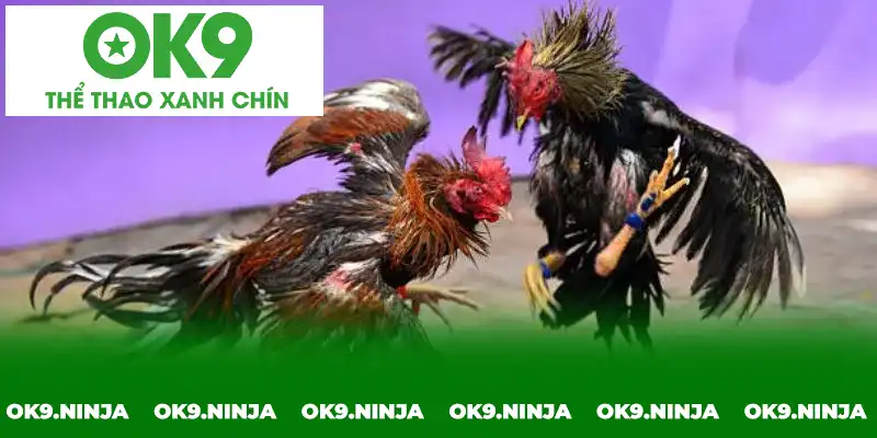 Học hỏi từ cao thủ và bí kíp hay nhất mà người chơi cần phải trau dồi Học hỏi từ cao thủ và bí kíp hay nhất mà người chơi cần phải trau dồi